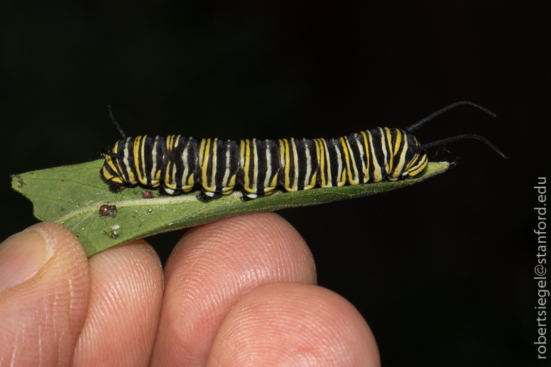 monarch caterpillar